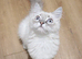 Blue Ragdolls