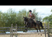 16.1hh brown warmblood mare hunting /jumping /workers