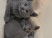 Full Pedigree Russian Blues