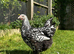 Pure breed large fowl hens