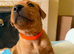 KC Fox Red Labrador Puppies