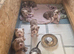 Pocket American Bully Puppies