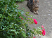 Beautiful kittens looking for their forever home