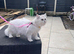 Purebred scottish fold