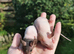 2 hairless mice