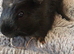 2 baby male guinea pigs