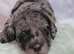 Health tested f1b cockapoo babies