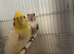 Cockatiels