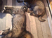 Caucasion shepards puppys
