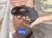 8 week old bunny for sale