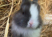 Baby Netherland Dwarf Doe for reaerving