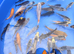 3-5" & 4-6" mixed koi, large koi. PLEASE SEE PRICING