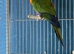 Male conure Glasgow