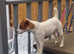 Jack the jack russell stud dog