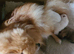 Pomeranian puppies