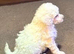Female toy poodle for sale