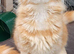 Female Maine Coon kitten ready now