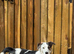 Buddy