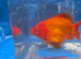 Quality Fancy Goldfish