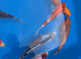 High grade koi carp 6-8inches £15-£25