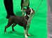 Stunning quality Boston terrier pups