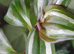 Terrarium Starter Essentials: Springtails, Moss, Plants & Substrates