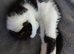 11 week old female kitten