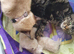 4beautiful burmese cross tabby kittens