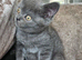 British blue shorthairs LAST 3 LEFT