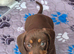 Miniature smooth haired dachshunds
