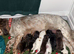 Beautiful working cocker spaniel puppies