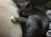 Shadow is looking for a loving home