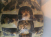 1 Male and 4 Female Hermann Tortoise