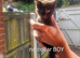 6 kittens needed forever homes