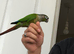 Tame conures
