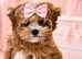 Prestige luxury Maltipoo Puppies
