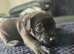 Beautiful Patterdale Puppies