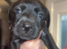 Mastador puppies