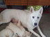 Happy husky female pup. Had second injection