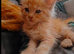 2 male mainecoon purebred kittens