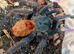 Tarantulas for sale