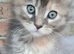 Pedigree tica mainecoon kitties