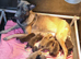 Belgian Malinois Puppies KNVP working lines