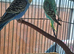 Young cock and hen