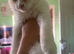 6 month old ragdoll