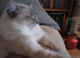 Handsome Blue Tabby Lynx Male