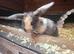 Male lop available