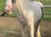 Cob colt
