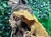 Adult Yellow Male Crested Gecko (missing tail) for re-homing
