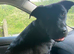 Shepherd x rottie 7 months